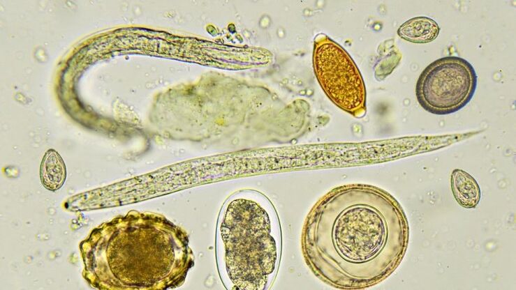 species of human parasites