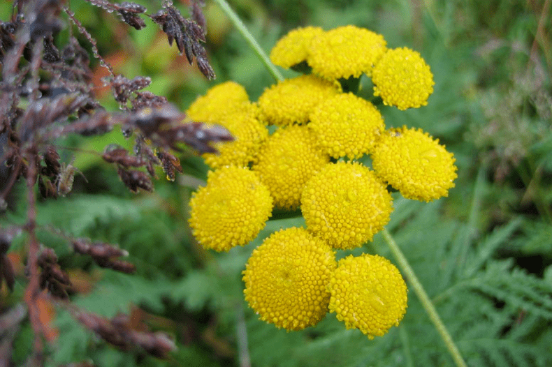 deworming tansy